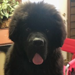 Newfoundlands from Yon Newfoundlands