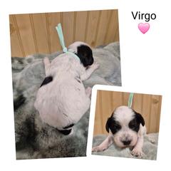Virgo - Black white and tan female Springerdoodle puppy in Freeland, Michigan from McNally's Springer Spaniels