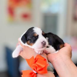 Anastisia-Orange - Tri-color female Bernedoodle puppy in Ontario, California from Teddy Doodles & Standard Poodles
