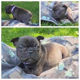French Bulldog Puppies from A&D Frenchies