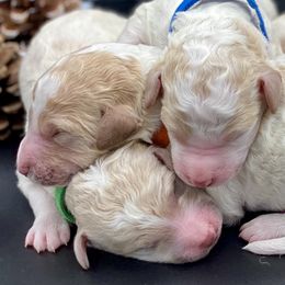 Bernedoodle and Goldendoodle Puppies from Central Florida Bernedoodles