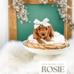 Rosie - Red  female Goldendoodle puppy in Cedar City, Utah from Cedar Doodles- Home of the Teddybear Goldendoodle