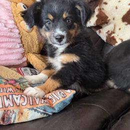 Sunny - Black tri female Miniature Australian Shepherd puppy in Licking, Missouri from Burnett Aussies