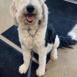 Jubilee - Sheepadoodle