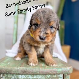 Rags to Riches pending - Merle female Bernedoodle puppy in Grove, Oklahoma from Guinn Family Farms