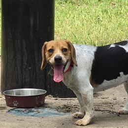 Loretta - Beagle