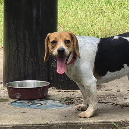 Loretta - Beagle