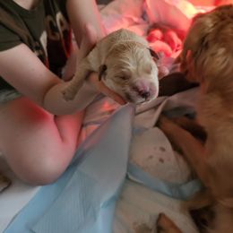 Boy 4 - male Golden Retriever puppy in Amherst, Virginia from Clearvu Kennels