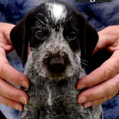 Girl 2 - Liver and white female German Wirehaired Pointer puppy in Wellston, Ohio from Blue Line GWPs