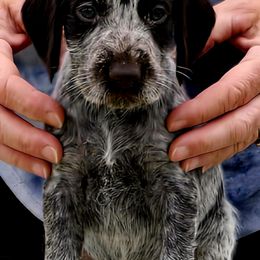 Girl 2 - Liver and white female German Wirehaired Pointer puppy in Wellston, Ohio from Blue Line GWPs
