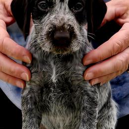 Girl 2 - Liver and white female German Wirehaired Pointer puppy in Wellston, Ohio from Blue Line GWPs
