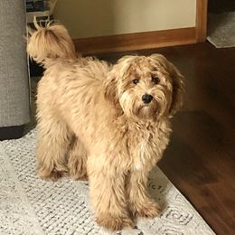 Bentley - Goldendoodle