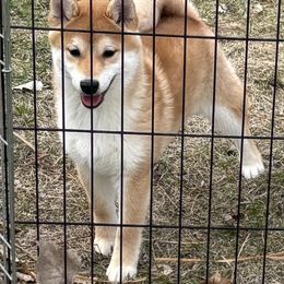Girl 2 - Red Shiba Inu puppy in Winthrop, Minnesota from Kayobi Shibas