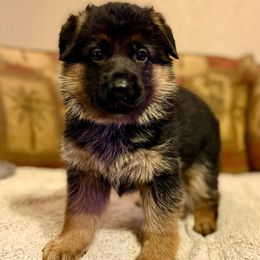 Orange collar - Black and red female German Shepherd puppy in Joshua, Texas from Cacao German Shepherds