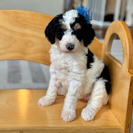 Noodle - Black and white female Bernedoodle puppy in Spring, Texas from At The Cross Kennel