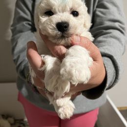 Blue boy - White male Bichon Frise puppy in Wilmington, North Carolina from Cape Fear Bichons