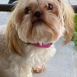 French Bulldogs, Shih Tzus, and Soft Coated Wheaten Terriers from Aurum K9