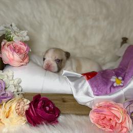 Sissy - Fawn and white female French Bulldog puppy in Wagoner, Oklahoma from Frenchie Frys