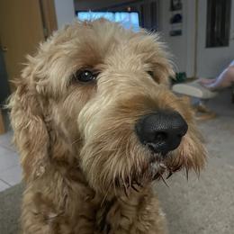 Finn - Goldendoodle