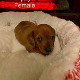 Dachshund Puppies from Bosley's Dachshunds