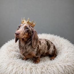 Empress - Dachshund