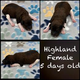 Highland - Parti female Poodle puppy in Wheatland, California from Sapphire Ridge Poodles