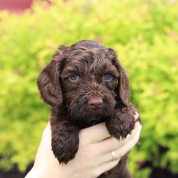 Pink - Chocolate female Australian Labradoodle puppy in Williamstown, New York from Lewis Manor Labradoodles