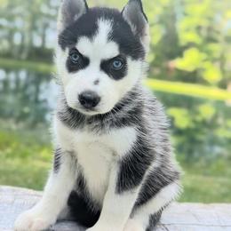 Ivy - Black and white female Siberian Husky puppy in Hebron, Kentucky from Glacier Run Huskies
