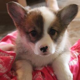 Josie - Sable female Pembroke Welsh Corgi puppy in North Manchester, Indiana from Covered Bridge Corgis