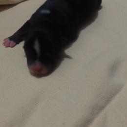 Pecan - Black Australian Shepherd puppy in Sanger, California from A&M Australian Shepherds