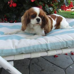 Cavalier King Charles Spaniel, Goldendoodle, and Golden Retriever All Grown Up from Outback Puppies