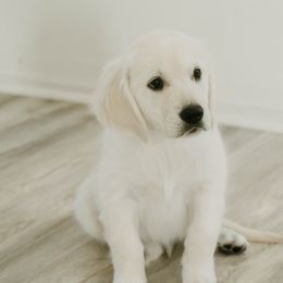 Golden Retriever Puppies from Arrowhead Kennels