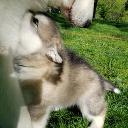 Alaskan Malamute Puppies from Delphi Alaskan Malamutes