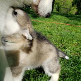 Alaskan Malamute Puppies from Delphi Alaskan Malamutes
