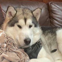 Alaskan Malamute All Grown Up from Jamie Minchew's Alaskan Malamutes