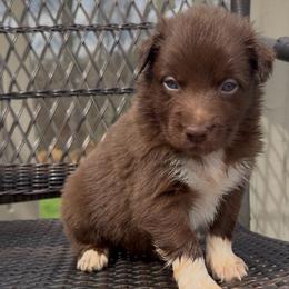Hopper - Red & white male Australian Shepherd puppy in Windsor, New York from Double B Aussies