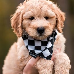 Griffith - Cream male Goldendoodle puppy in Acton, Maine from Silver Pines Pups