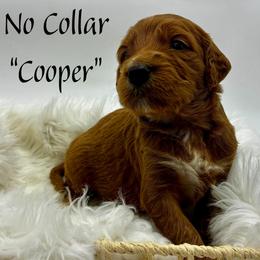 Cooper - Red  male Goldendoodle puppy in Travelers Rest, South Carolina from Bailey Mountain Doodles