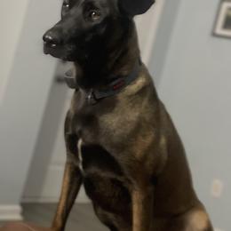 Belgian Malinois and xDutch Shepherd All Grown Up from Alliance K9
