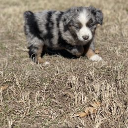 Miniature Australian Shepherd Puppies from Nasser Mini Aussies