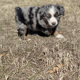 Miniature Australian Shepherd Puppies from Nasser Mini Aussies
