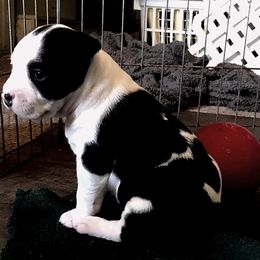 American Staffordshire Terrier Puppies from Angel Moon Kennels