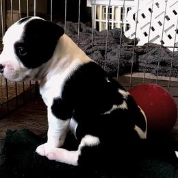 American Staffordshire Terrier Puppies from Angel Moon Kennels