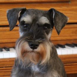 Miniature Schnauzer All Grown Up from Crooked Tree Ranch