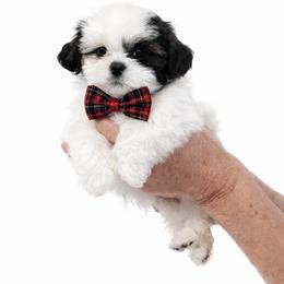 Karney - Tricolor male Shih Tzu puppy in Tallahassee, Florida from Bows and Bow Ties