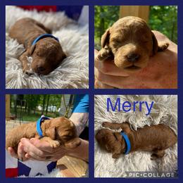 Poodle and Whoodle Puppies from Kalin’s K9s