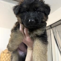 Girl 3 - Black and red female German Shepherd puppy in Battle Ground, Washington from Purebred Elite Shepherds