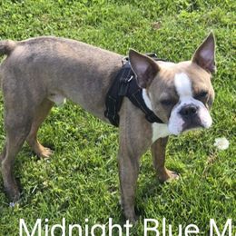 Magic - Boston Terrier