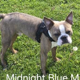 Magic - Boston Terrier