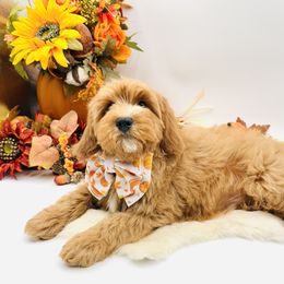 Parker OFA - Red male Cavapoo puppy in Falmouth, Michigan from Dyer Lake Newfoundland’s